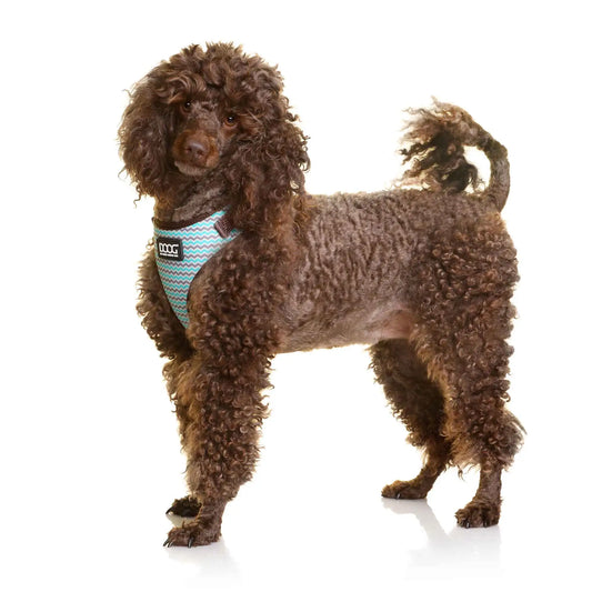 DOOG Neoflex Dog Harness Benji Large Blue/Grey – HARBBZSOFT-L