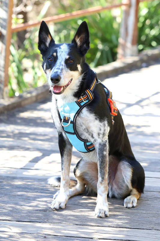 Doog Neotech Dog Harness Beethoven Extra Large Blue/Orange/Black – HARTECHBEET-XL