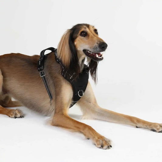 DOOG Neotech Dog Harness Extra Large Black – HARTECHBLACK-XL