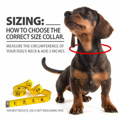 Jeffers Pet Solid Nylon Dog Collars, Red, 1"Wx18"L – Adjustable, Durable & Safe for Dogs, Lightweight & Double Ply Design, Stylish Pet Accessories - Perfect for Training, Walking & Tracker