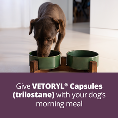 Rx Vetoryl 10mg x 1 Capsule