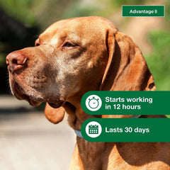 Advantage Dogs 21-55lb - 4pk