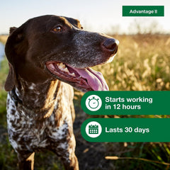 Advantage for Dogs 11-20lb - 6pk