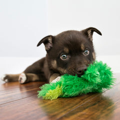 KONG Frog Dog Toy, Extra Small, Green