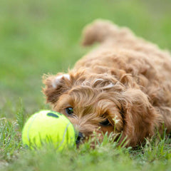 Kong SqueakAir Ball, Medium, 2.5", single