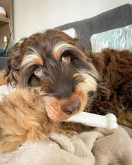 8" Giant Durable Bone Flavor: Chicken
