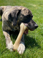 Nylabone Wishbone Dura Chew (Wolf) - Tough Bone for Aggressive Chewers, Made in the USA