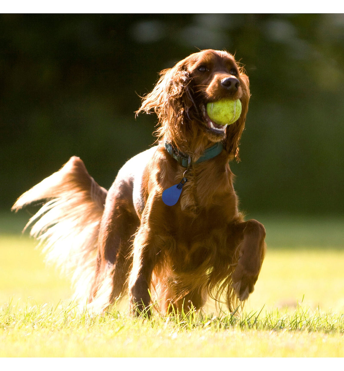 ميدالية Spectra Shield، للكلاب الكبيرة التي يزيد وزنها عن 56 رطلاً.