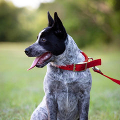 Jeffers Pet Solid Nylon Dog Collars, Red, 1"Wx18"L – Adjustable, Durable & Safe for Dogs, Lightweight & Double Ply Design, Stylish Pet Accessories - Perfect for Training, Walking & Tracker