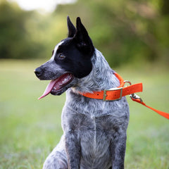 Jeffers Pet Solid Nylon Dog Collars, Orange, 1"Wx20"L – Adjustable, Durable & Safe for Dogs, Lightweight & Double Ply Design, Stylish Pet Accessories - Perfect for Training, Walking & Tracker
