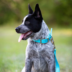 Jeffers Solid Web Nylon Dog Collar with Nickel Plated Hardware, 5/8"Wx20"L - Adjustable Durable Nylon Pet Collar for Small to Medium Dog, Perfect for Walking, Training, Travel, & Outdoor - Turquoise