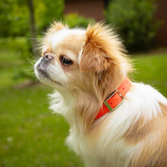 Jeffers Solid Web Nylon Dog Collar with Nickel Plated Hardware, 5/8"Wx12"L - Adjustable Durable Nylon Pet Collar for Small to Medium Dog, Perfect for Walking, Training, Travel, & Outdoor - Orange