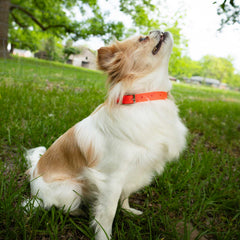 Jeffers Solid Web Nylon Dog Collar with Nickel Plated Hardware, 5/8"Wx12"L - Adjustable Durable Nylon Pet Collar for Small to Medium Dog, Perfect for Walking, Training, Travel, & Outdoor - Orange