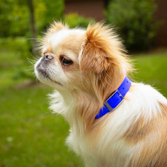Jeffers Solid Web Nylon Dog Collar with Nickel Plated Hardware, 5/8"Wx14"L - Adjustable Durable Nylon Pet Collar for Small to Medium Dog, Perfect for Walking, Training, Travel, & Outdoor - Royal Blue