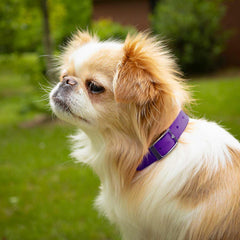 Jeffers Pet Solid Nylon Dog Collars, Purple, 5/8"Wx14"L – Adjustable, Durable & Safe for Dogs, Lightweight & Double Ply Design, Stylish Pet Accessories - Perfect for Training, Walking & Tracker