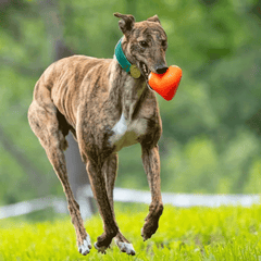 RUFF DAWG Dawg-Hart XL Red