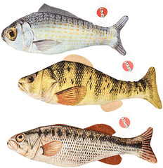 لعبة قطط من ETHICAL/SPOT Gone Fishin' مقاس 6.5 بوصة