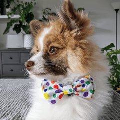 HUXLEY & KENT Bow Tie Happy Bark Day L