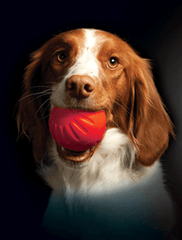 *STARMARK DuraFoam Ball Bacon 3.5" L
