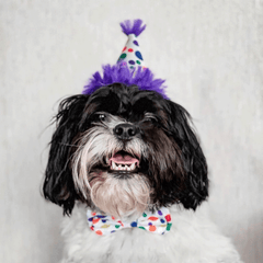 HUXLEY & KENT Party Hat Happy Barkday S
