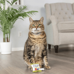HUXLEY & KENT Cat Kitty Pop