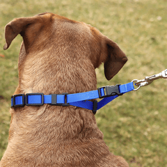 *COASTAL Natural Control Training Collar Small Red
