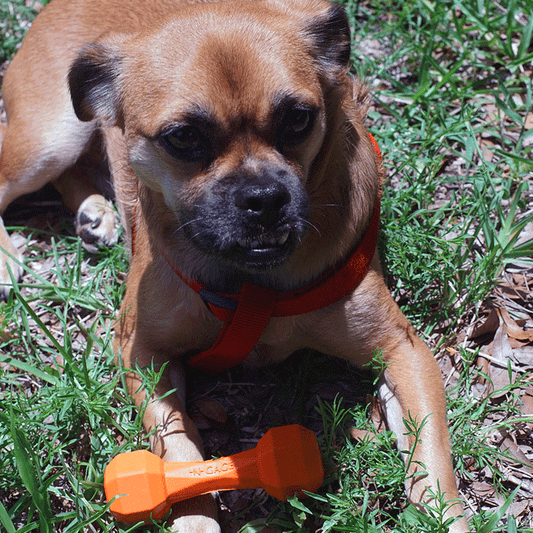 *N-GAGE Dumbbell Junior 5" Orange