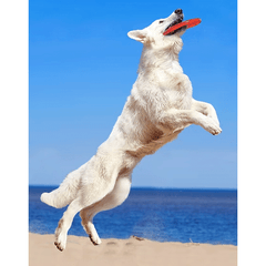 PETSPORT Tuff Disk 9"
