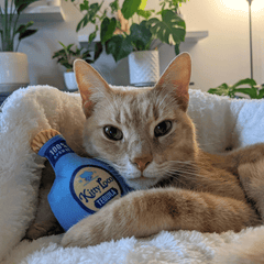 HUXLEY & KENT Cat Kitty Loco Tequilia